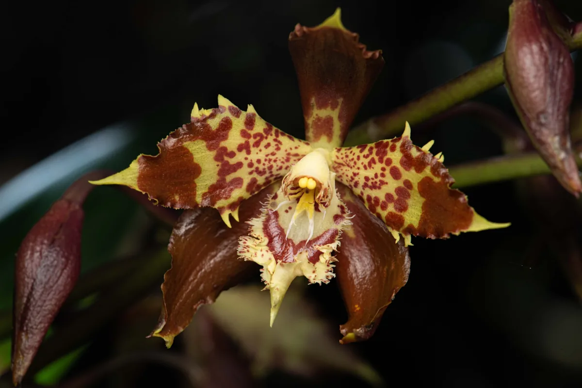 Riosucio & Manizales