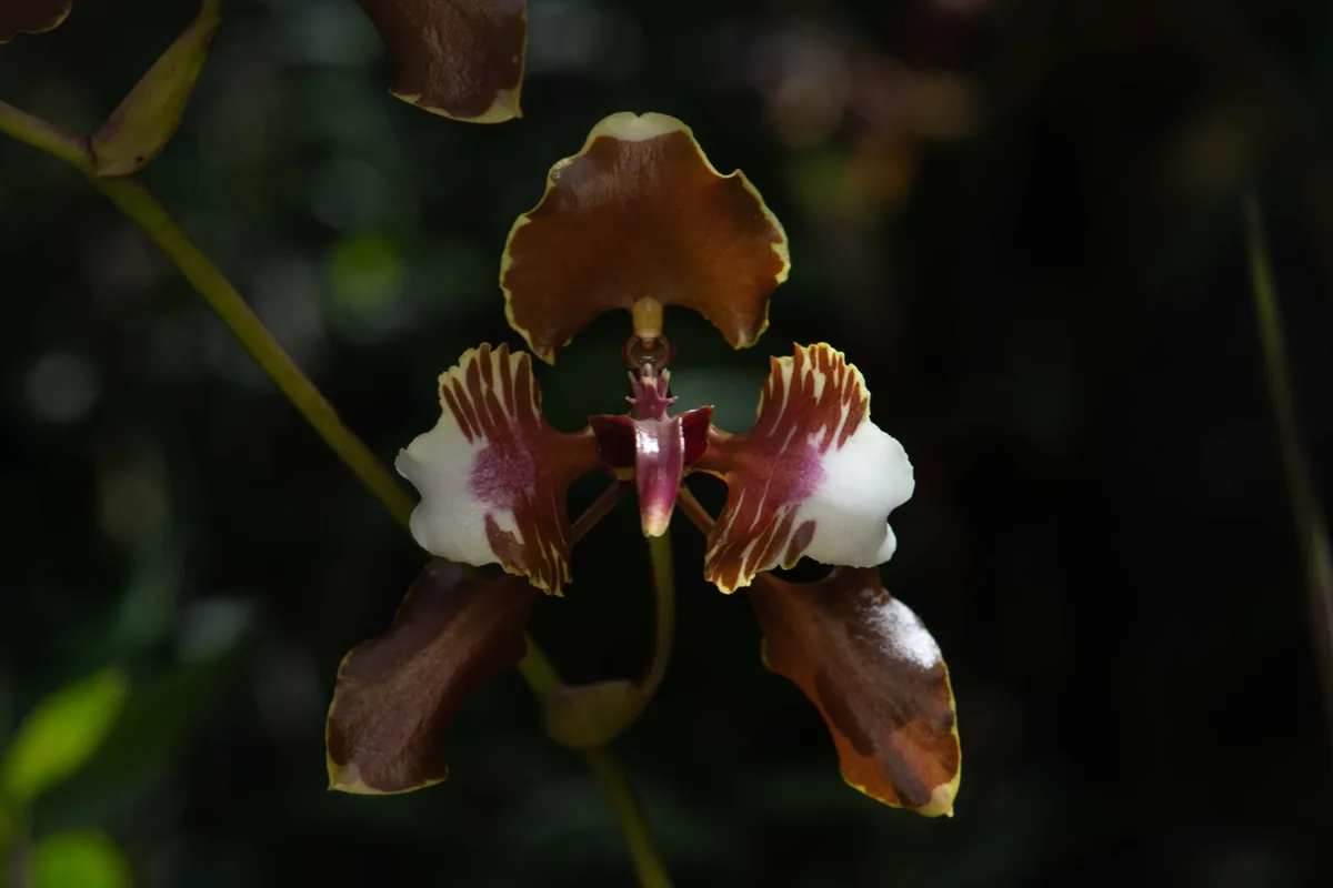 Riosucio & Manizales