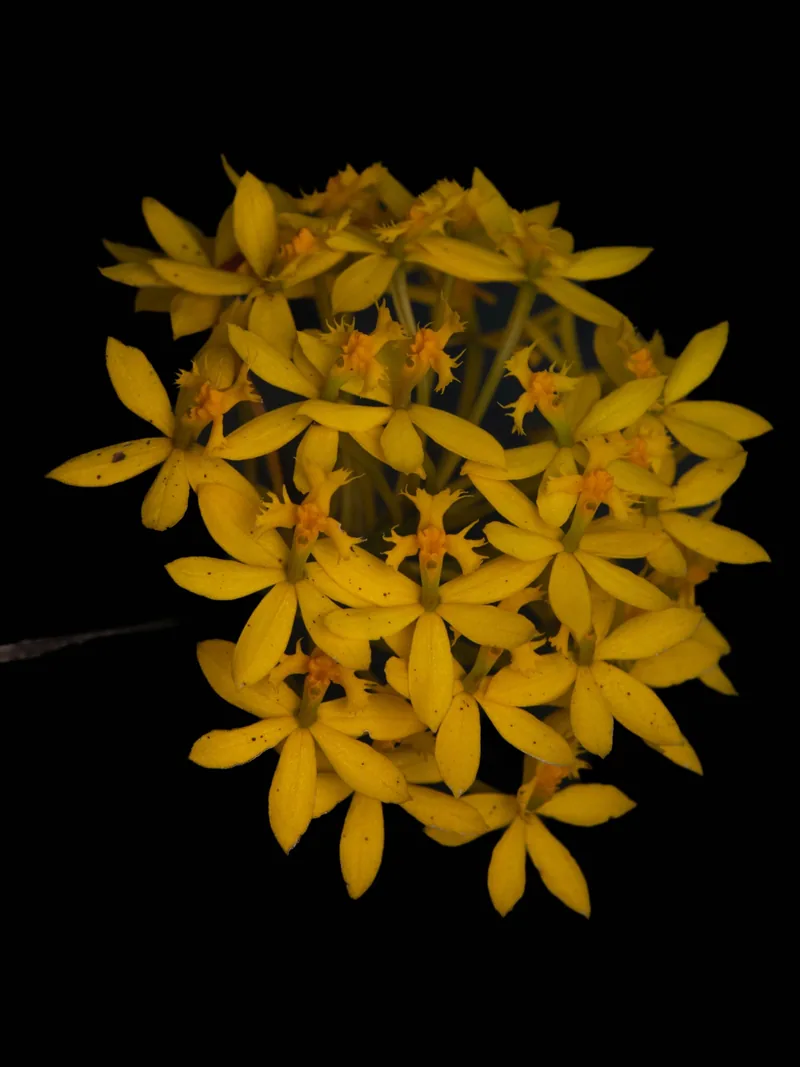 Chocó Biodiversity: Orchids from Valle del Cauca