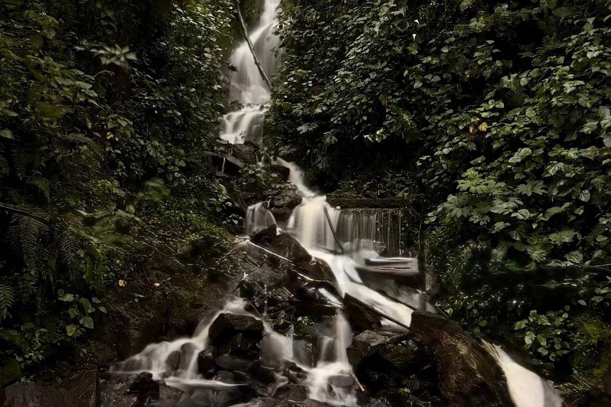 Alma del Bosque & Jardín